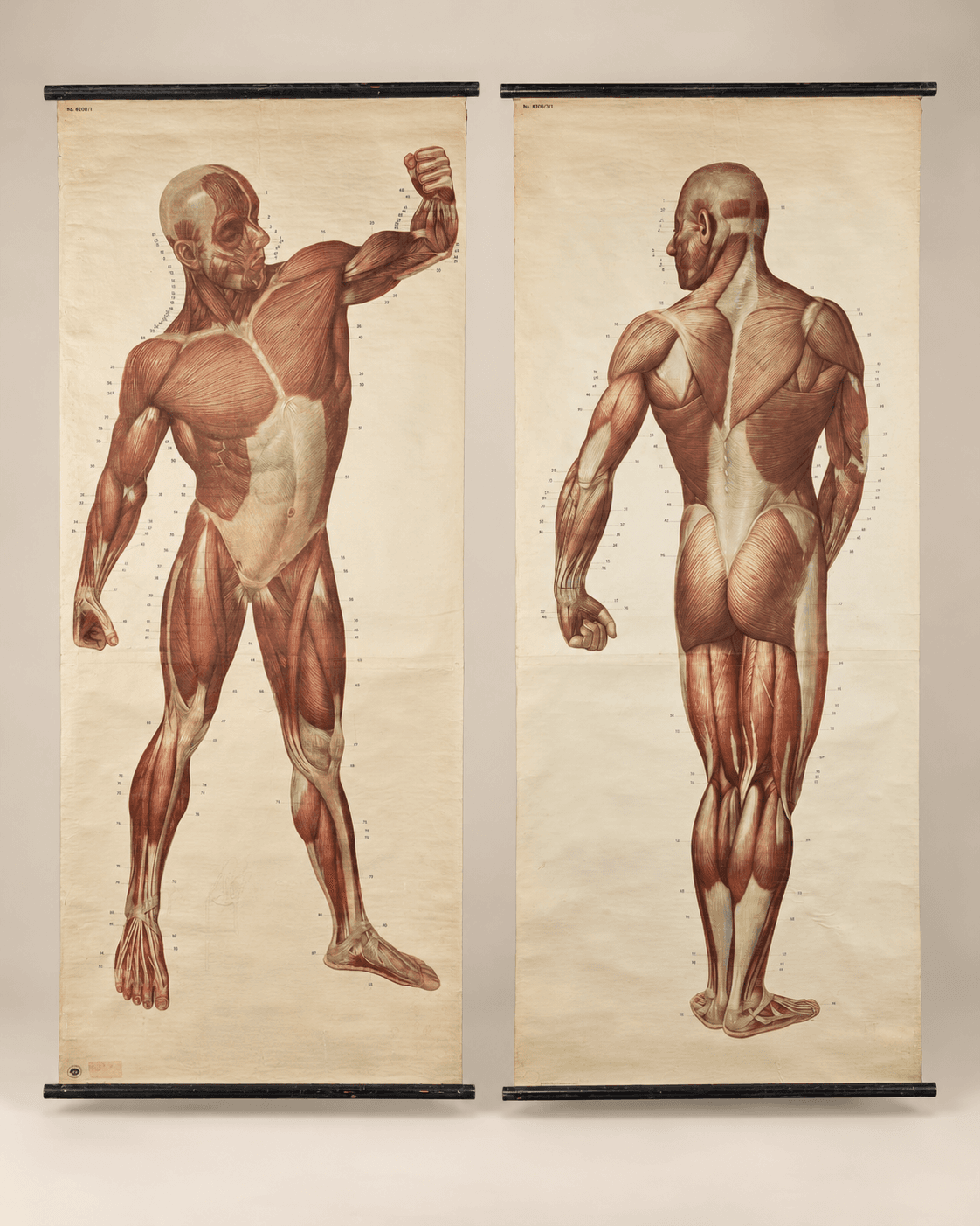 2 Planches didactiques anciennes "Les muscles de l'homme"